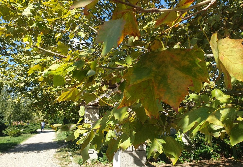 Vremea 25 septembrie. Temperaturi ridicate în cea mai mare parte a țării