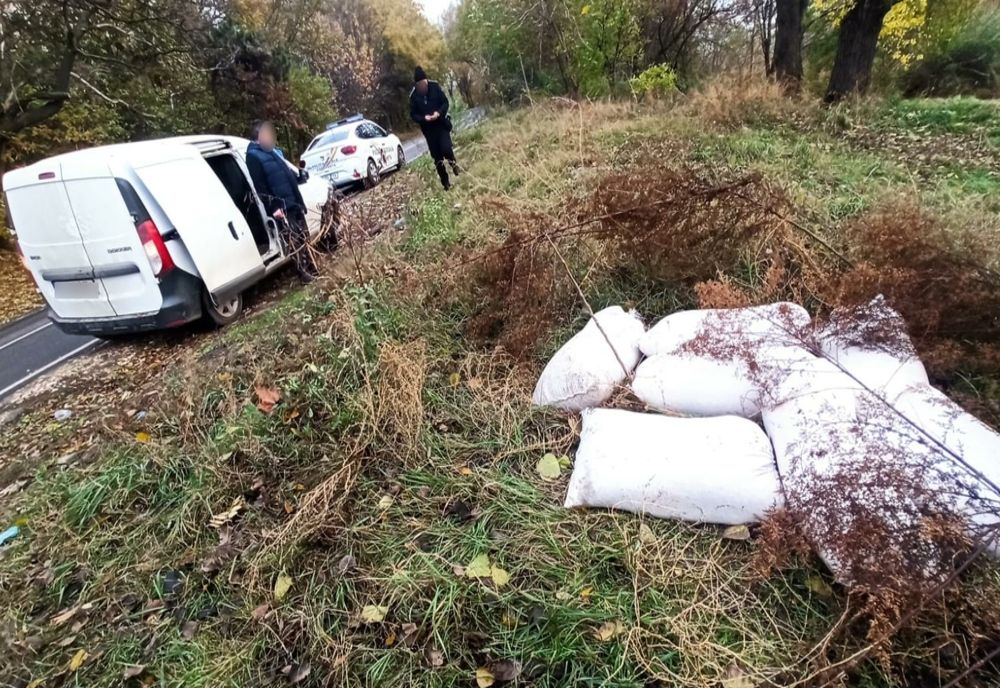 Hoți de cereale prinși în flagrant