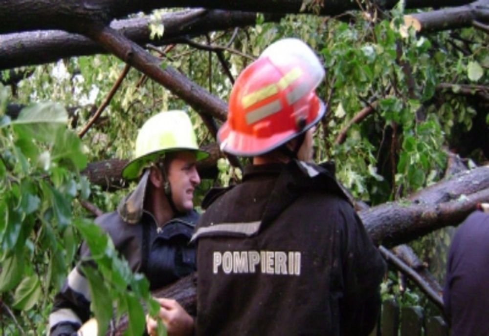 Copac căzut peste mașini în Constanța