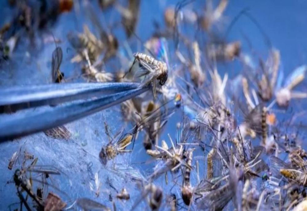 Nu mai scăpăm de căpușe și țânțari! Sunt rezultatul modului nostru de viață - STUDIU