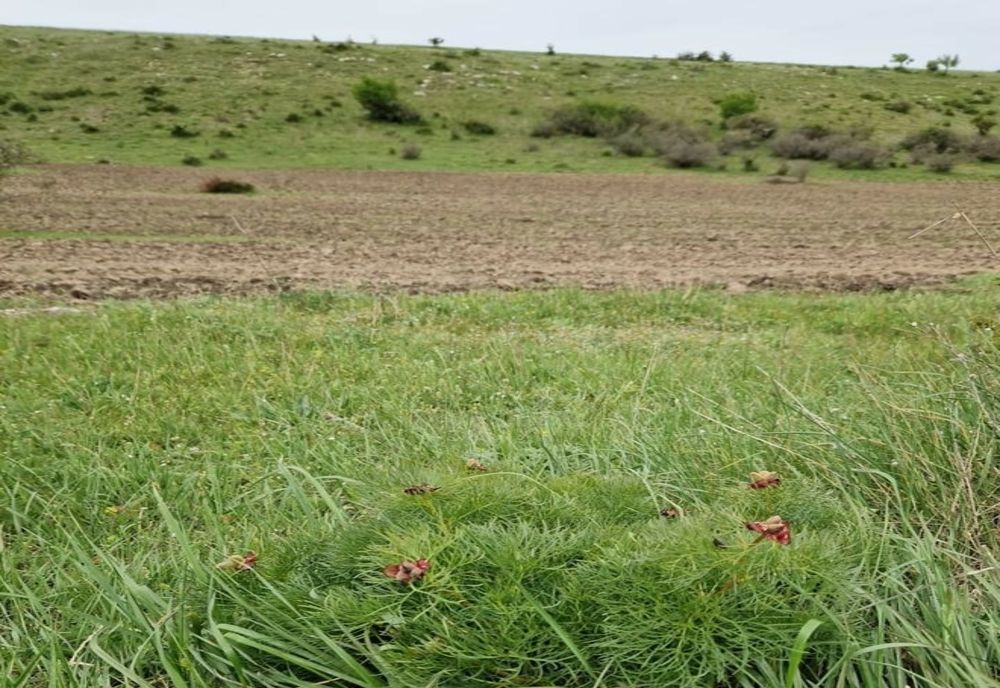  Lucrări agricole într-o zonă protejată. Primărie amendată drastic de Garda de Mediu