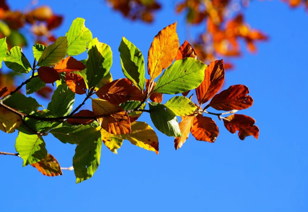 Prognoza meteo 12 noiembrie: Temperaturi peste normal și ceață locală în mai multe regiuni