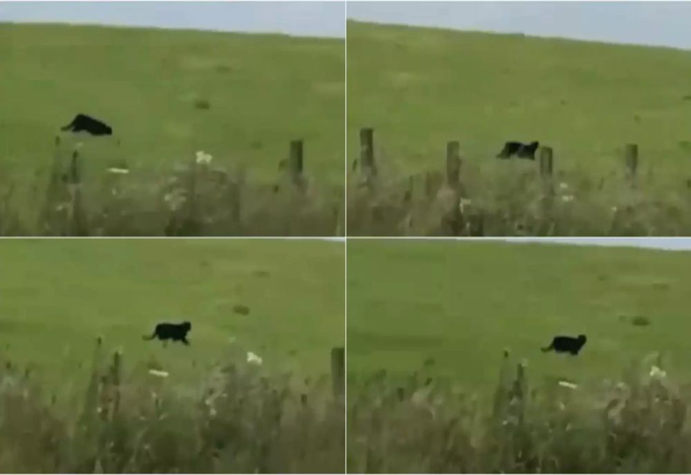 ALERTĂ ÎN GIURGIU. PANTERA NEAGRĂ EVADATĂ DIN BULGARIA AR FI AJUNS ÎN ROMÂNIA 