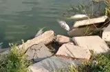 Mai muți pești morți au fost descoperiți într-un lac din Constanța