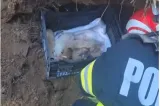 Șapte cățeluși și mama lor, salvați de sub un mal de pământ în Constanța - VIDEO