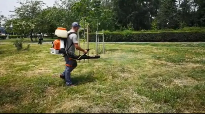 actiuni dezinsectie 19.06.2019
