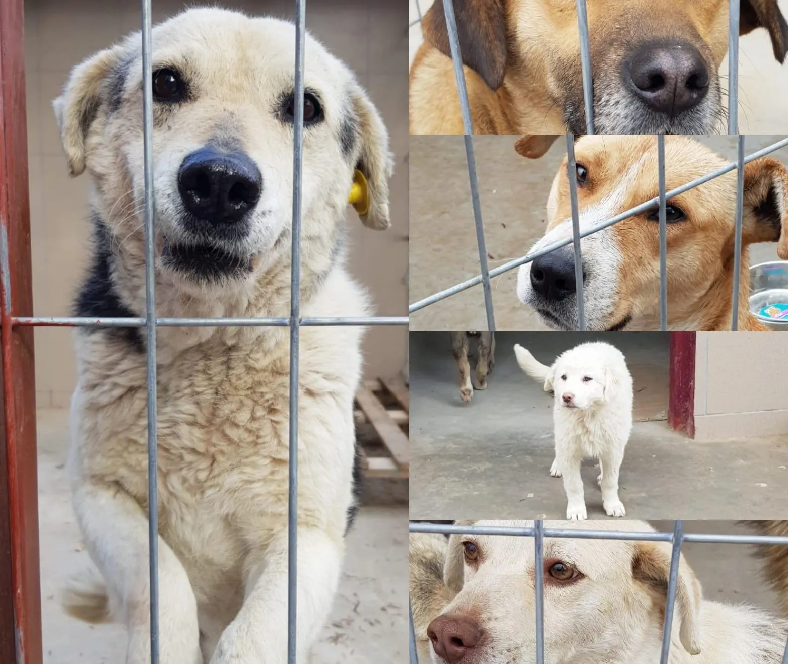 adoptie caini (2)