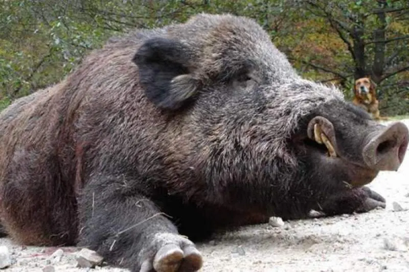porc