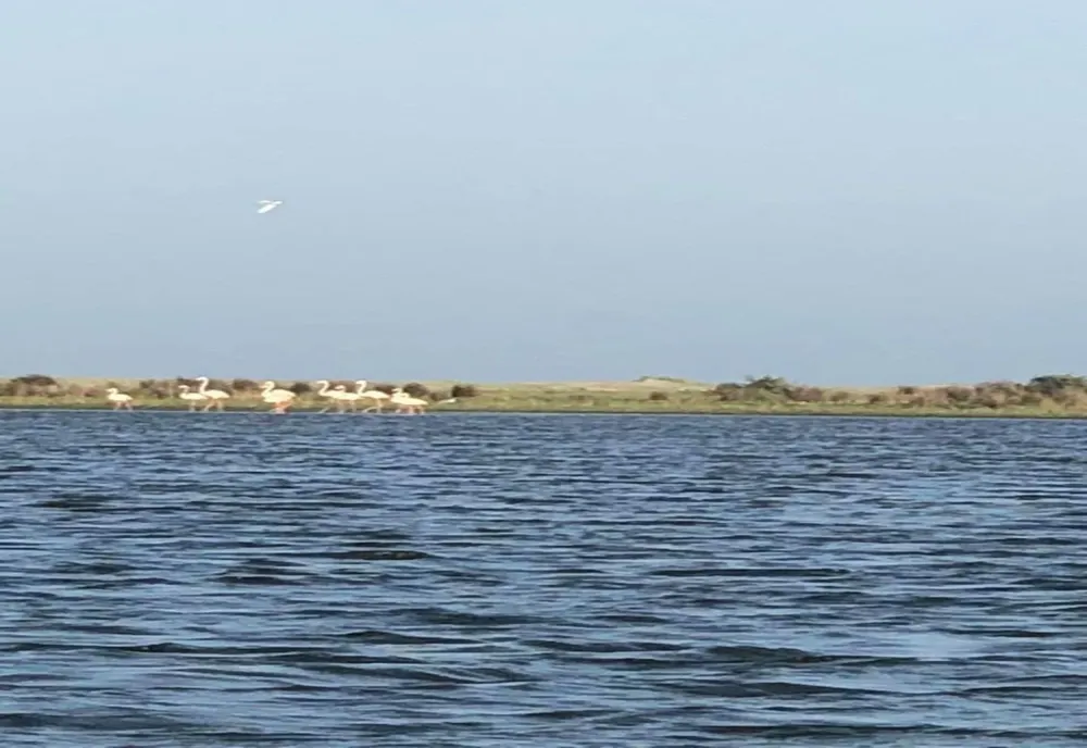 FOTO VIDEO| Apariție exotică în Delta Dunării. Cel mai numeros grup de păsări flamingo observat în ultimul secol