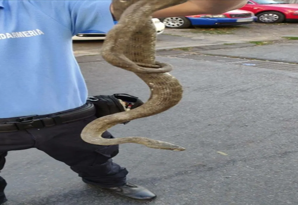 Atenție la șerpi!!Jandarmii au capturarat reptile uriașe în Constanța