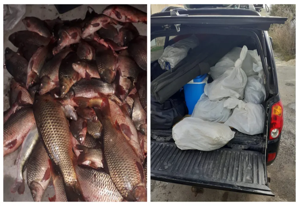 Zeci de kilograme de peşte, confiscate de polițiștii de frontieră tulceni