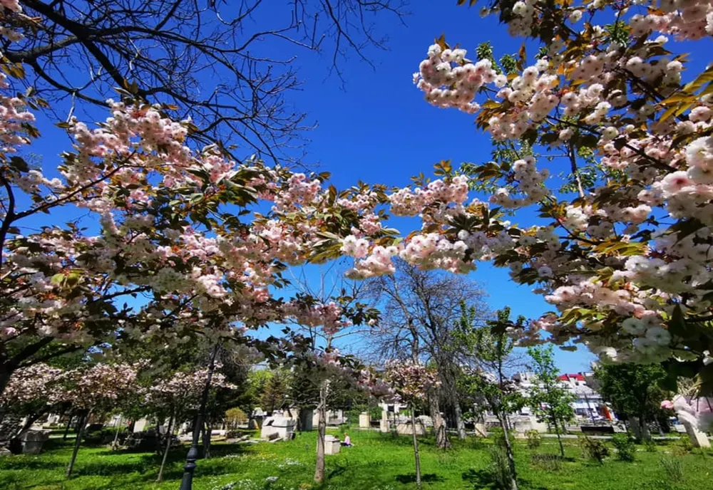 FOTO VIDEO| Au înflorit cireșii japonezi la Constanța