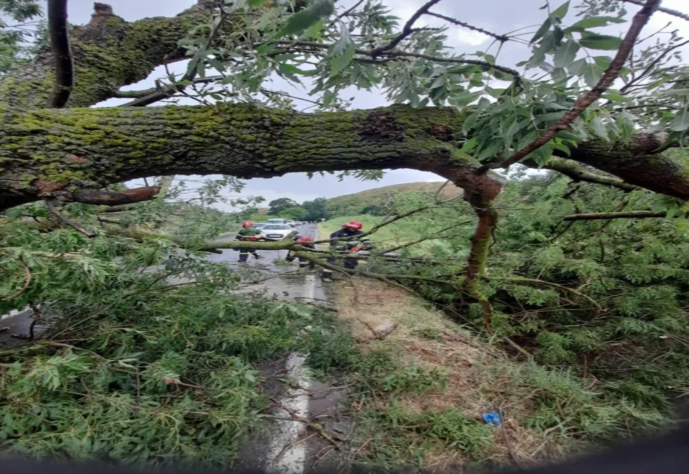 FOTO Urmările codului roșu în Tulcea. Copaci căzuți și gospodării inundate