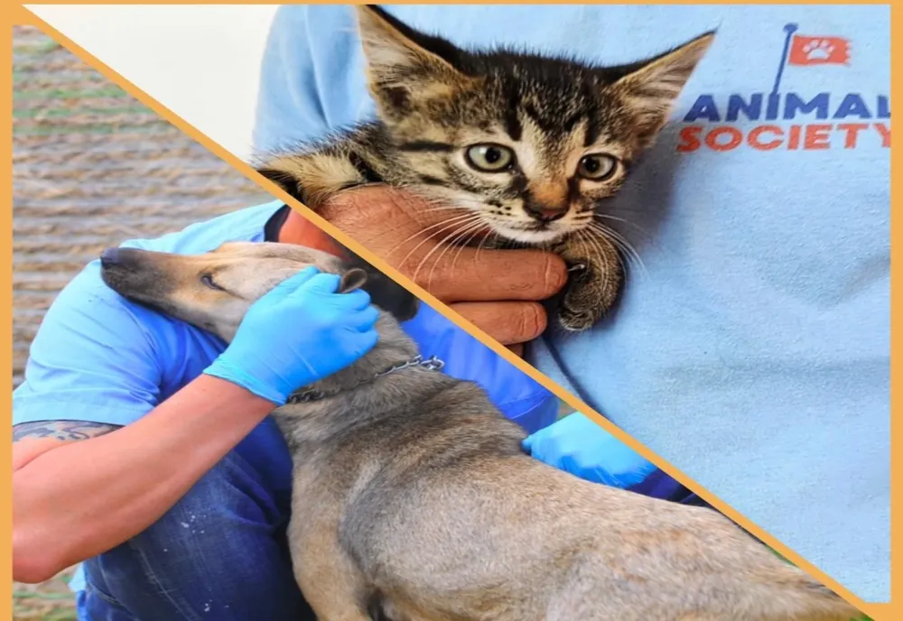 Animal Society, campanie de sterilizare gratuită pentru animalele din rasa comună