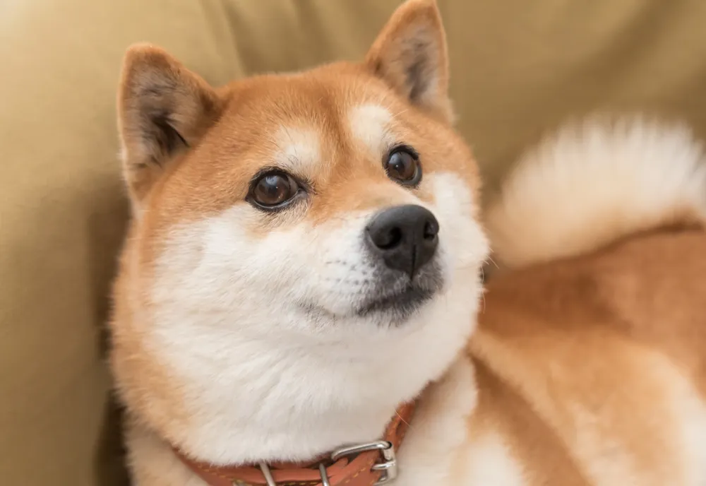 Japonezii vin la birou cu animalele de companie, ca să fie mai fericiți