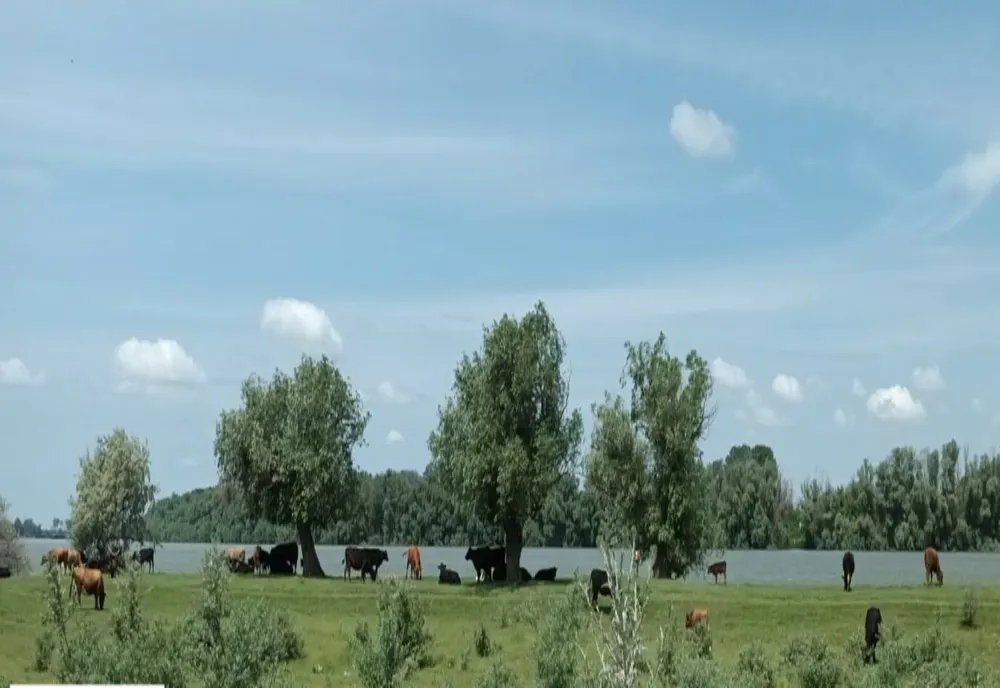 FOTO Amenzi de 50.000 lei pentru creşterea vacilor și oilor în Delta Dunării