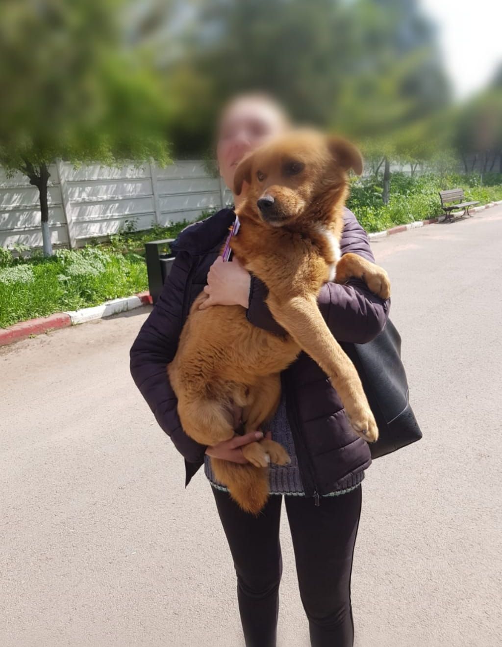 adoptii caini 10.05.2019 (1)