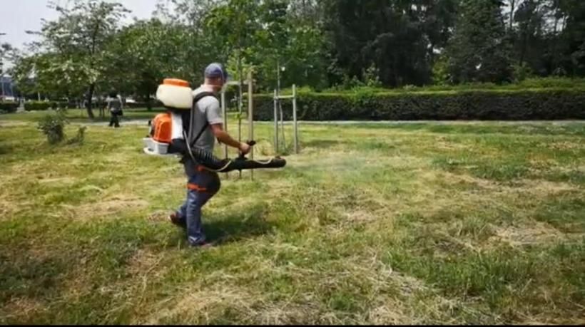 actiuni dezinsectie 19.06.2019