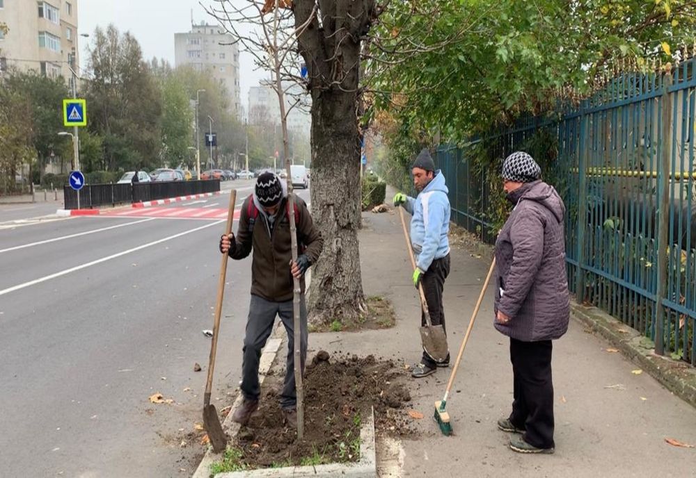 Plantări masive de arbori în Constanța