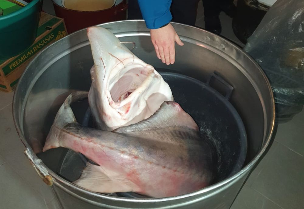 FOTO| Perchiziţii la braconierii din Constanța și Ialomița