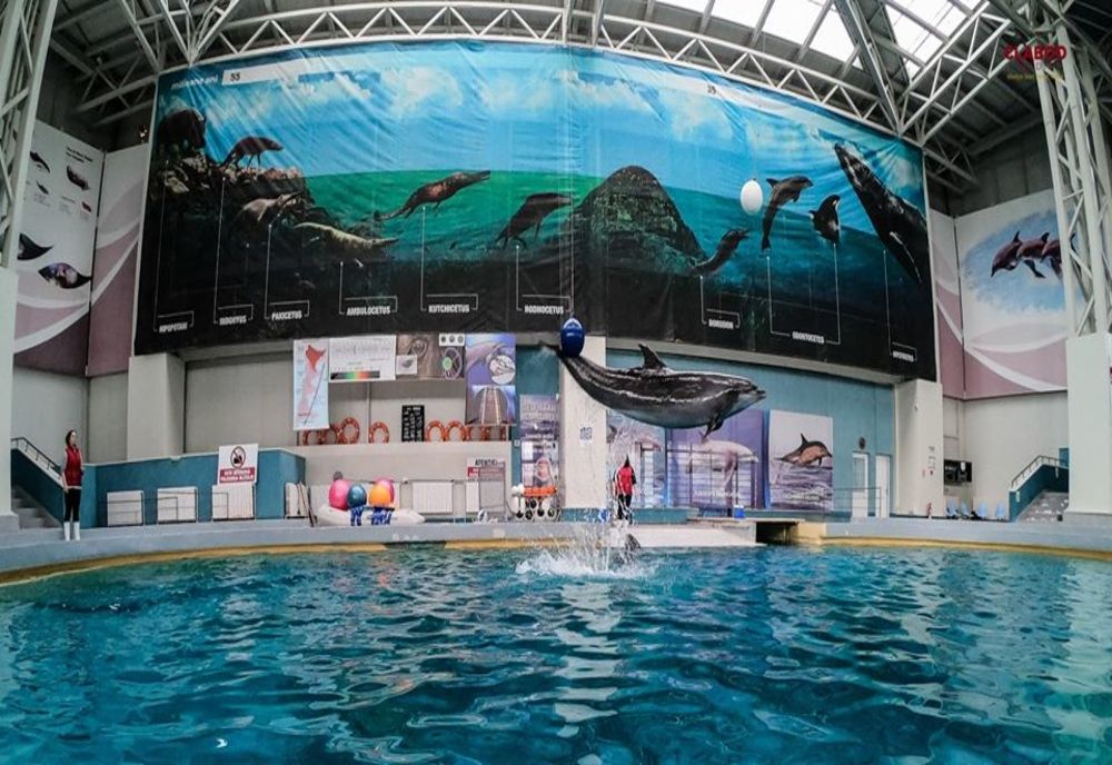 Spectacole online de weekend – reprezentații cu delfini, seri de teatru și storytelling pentru copii