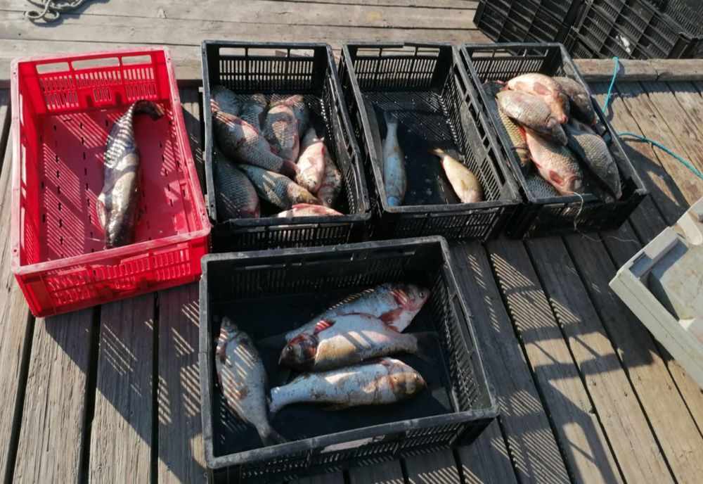    Zeci de kg de peşte și icre, confiscate de polițiștii de frontieră tulceni