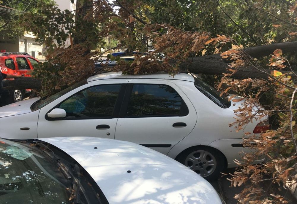 FOTO| Copaci doborâţi de vânt în Tulcea