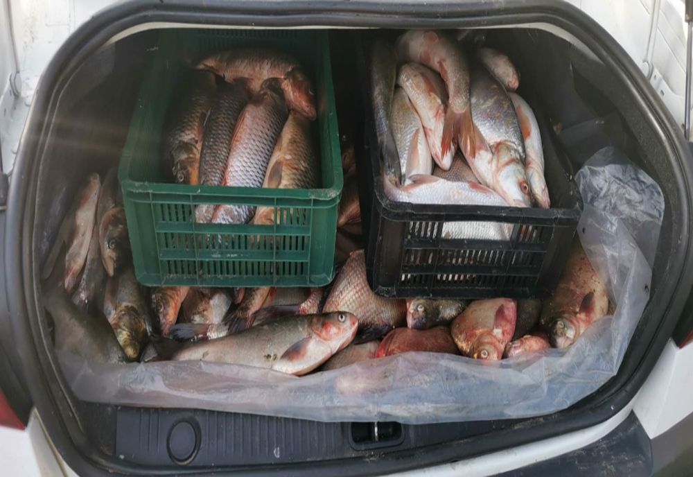 Prinși în târg cu peștele…în portbagaj