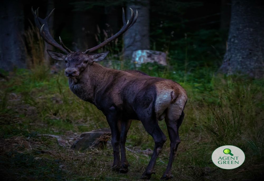 Pădurar ucis în timpul unei acţiuni de braconaj cinegetic pe care ar fi organizat-o alături de alţi trei bărbaţi