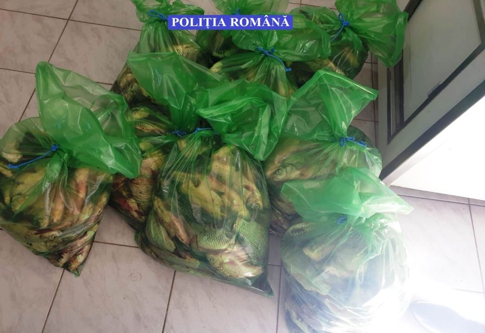 170 de kilograme de pește confiscate de polițiști la Fetești