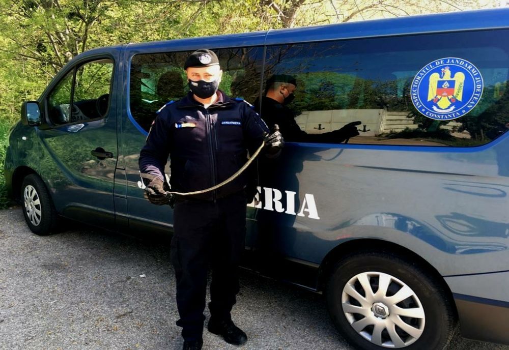 Panică într-un bloc din Constanța. Șarpe capturat de jandarmi