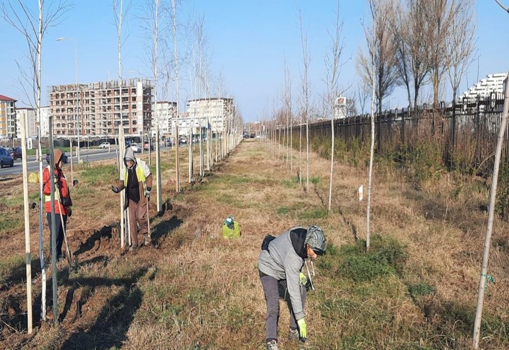 77 de mesteceni și 235 de arbuști ornamentali au fost plantați zilele acestea în Constanța.  
