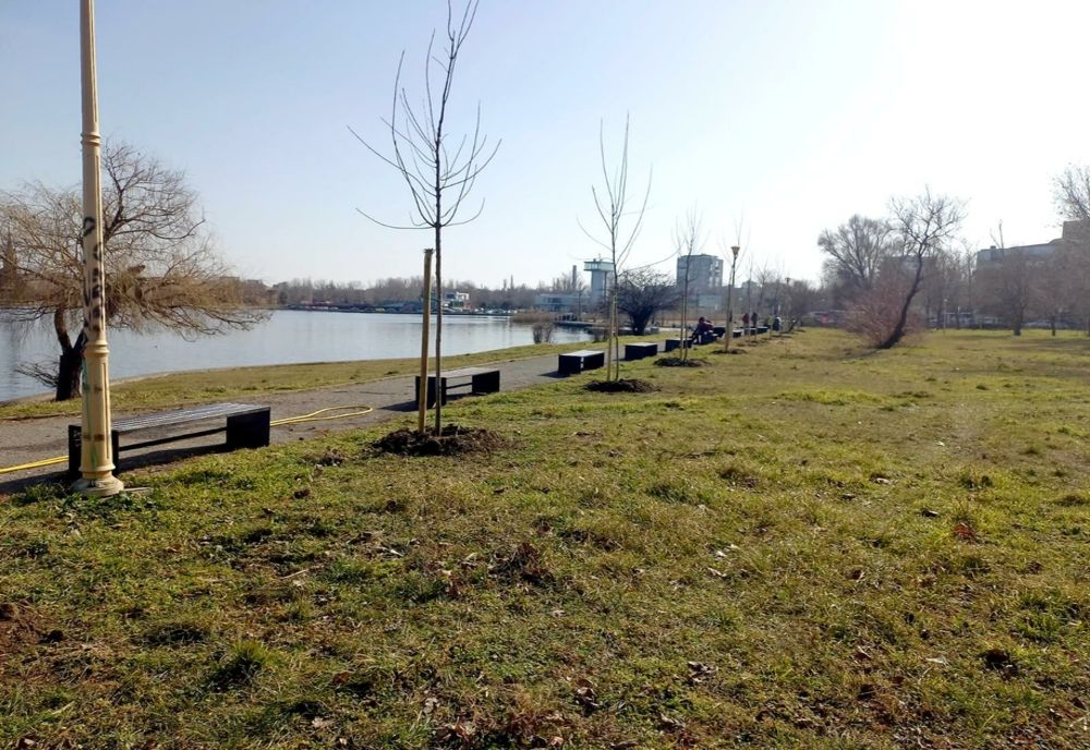 240 de arbori plantați în Constanța