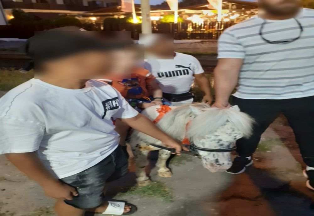 "Plimbări" de agrement cu poneiul. Amendă drastică