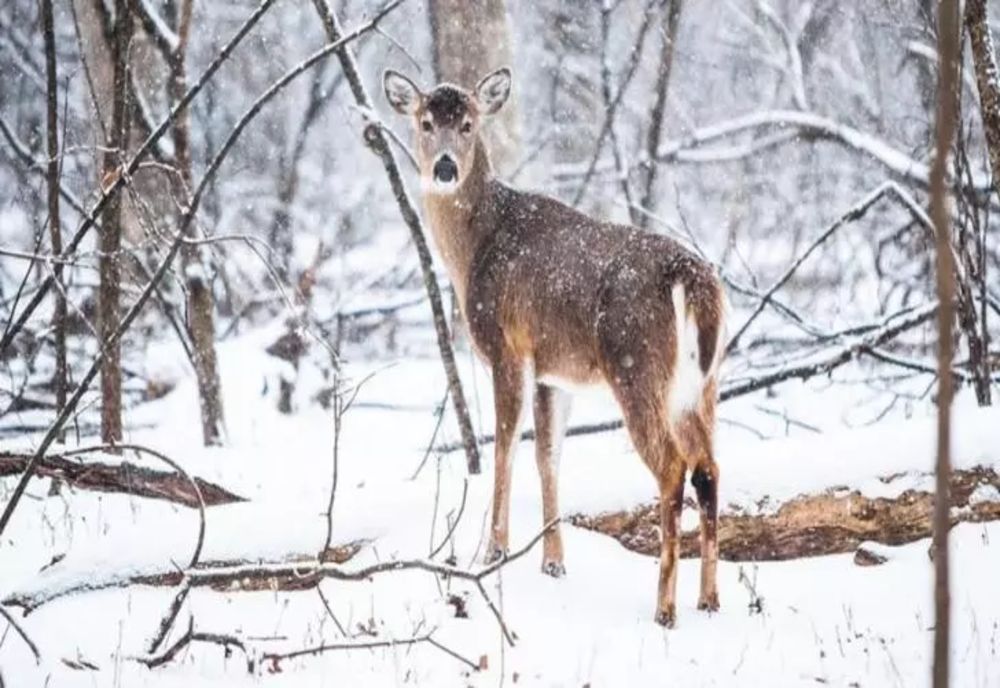Prognoza meteo 29 decembrie. Temperaturi de 12 grade - zonele unde începe ninsorile