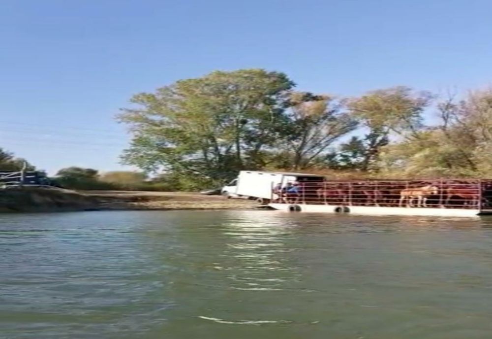 VIDEO ONG:”Caii din Delta Dunării ajung pe masa de Crăciun.” Ce spun autoritățile