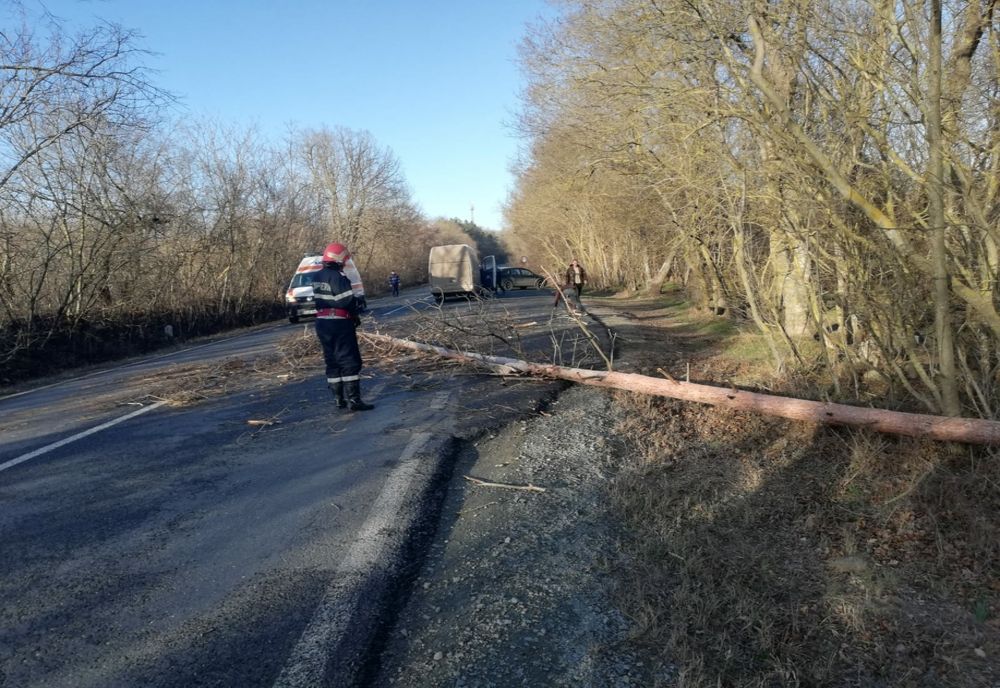 FOTO Copac prăbușit peste un microbuz pe DN 22