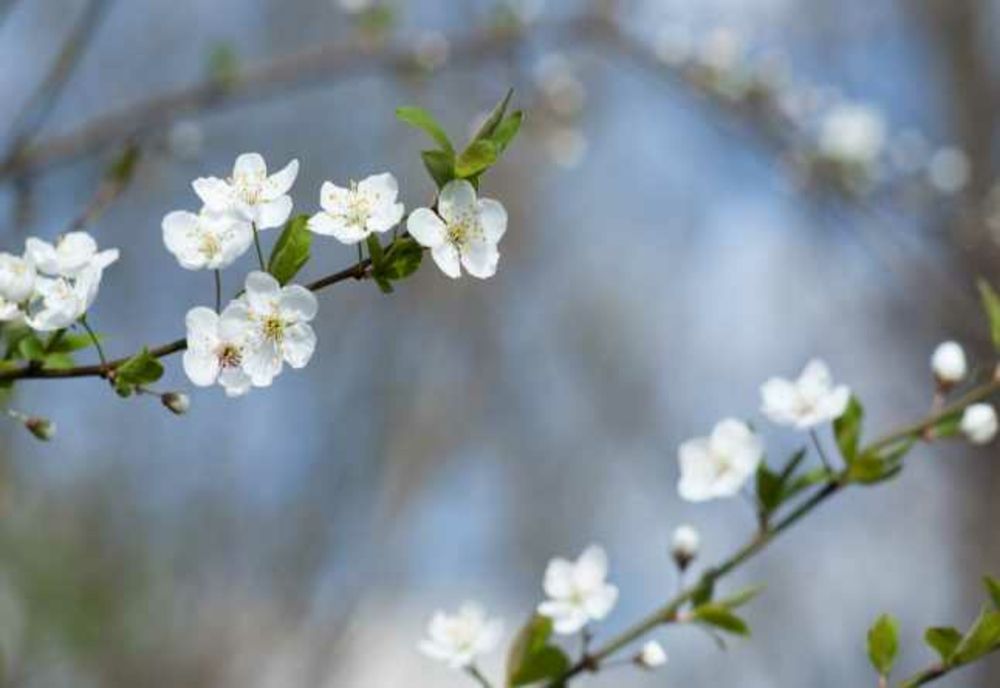 Vremea 8 martie - Temperaturi deosebit de ridicate pentru această perioadă