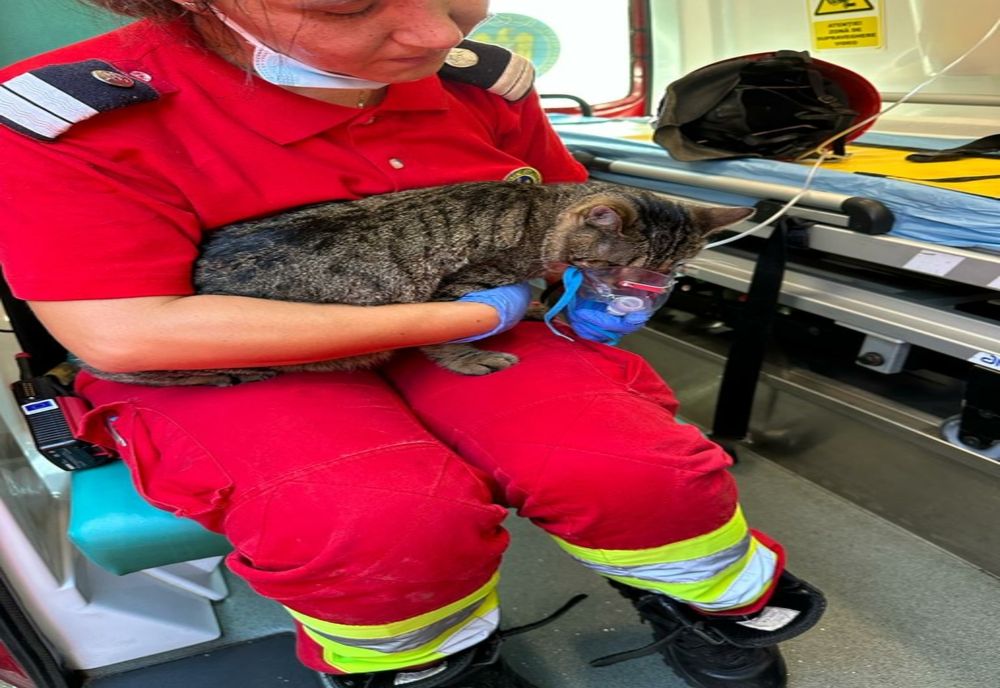 FOTO Casă în flăcări în Valu lui Traian. Pompierii au salvat mai multe animale și păsări