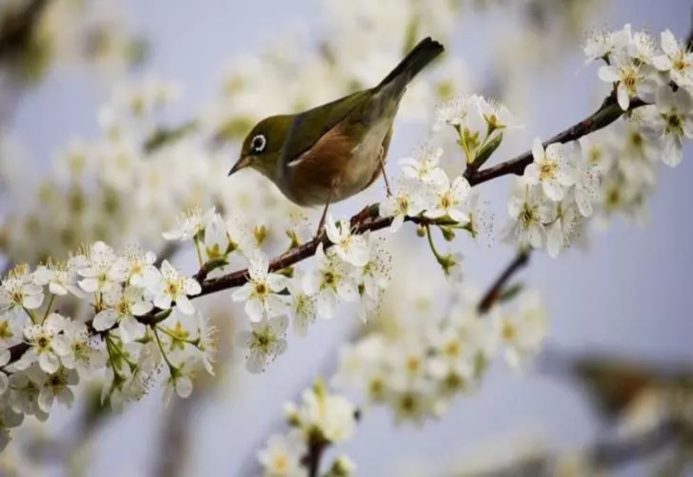 Vremea 27 martie: Maxime de 21 de grade Celsius, temperaturi în creștere