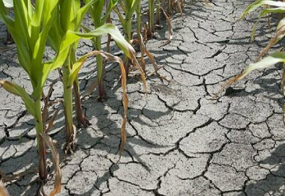 ANM: SECETĂ PEDOLOGICĂ LA CULTURILE DE PORUMB ȘI GRÂU DE TOAMNĂ