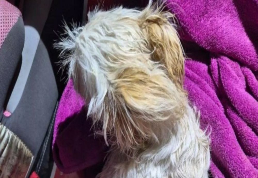 UN BĂRBAT BEAT ȘI-A ARUNCAT CĂȚELUL DE LA ETAJ DUPĂ O CEARTĂ CU SOȚIA. CE S-A ÎNTÂMPLAT CU PATRUPEDUL?