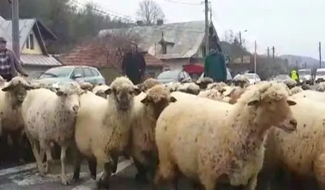 Crescătorii de ovine ies în stradă și avertizează că vaccinarea ar putea distruge exporturile pentru 3-5 ani
