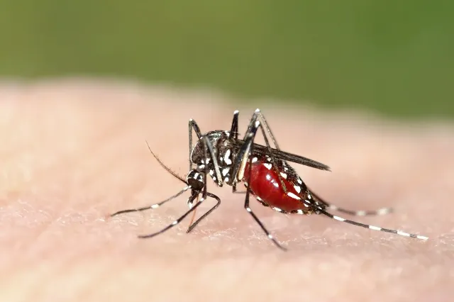 Zeci de români infectați cu virusul West Nile. Bucureștiul, cel mai afectat