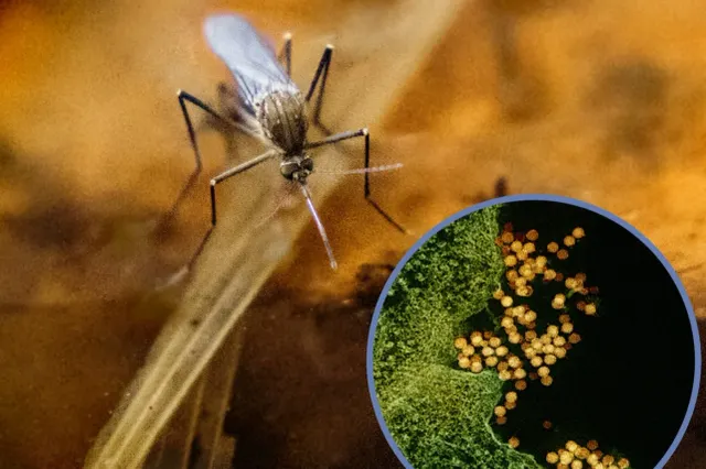 INSP: 2 cazuri de infecție cu virusul West Nile, confirmate în județul Constanța în 2026