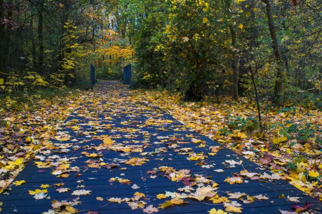Vremea se răcește în noiembrie. Ce anunță ANM despre temperaturi și precipitații