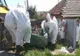 Focar de pestă porcină africană în județul Constanța