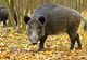 Pesta porcină confirmată la un porc mistreț. 43 de animale vor fi vânate