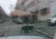 Stăpânii unor câini de talie mare, amendați în cartierul CET