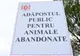 Începe capturarea câinilor fără stăpân din Constanța!